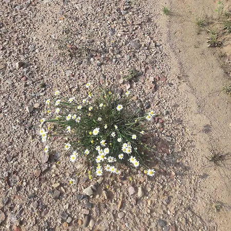 Osrodek Wypoczynkowy Jaszczurka