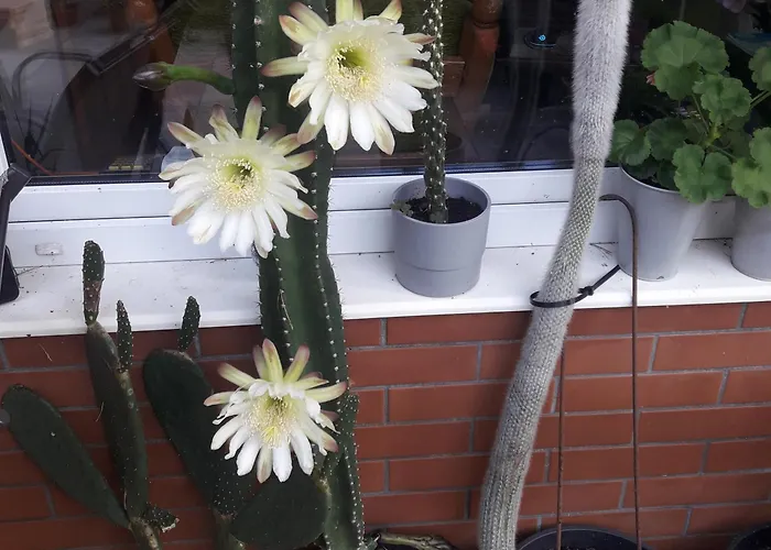 Сasa de vacaciones Osrodek Wypoczynkowy Jaszczurka